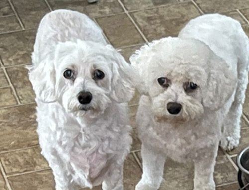 Blizzard & Snowball’s Story
