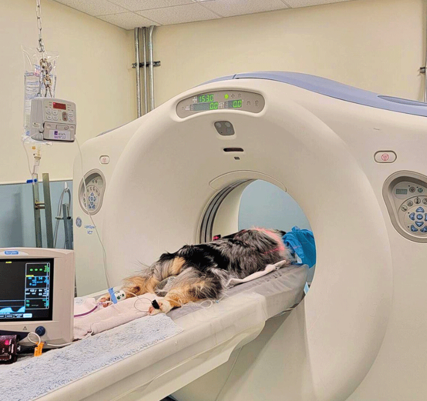 An Australian Shepherd dog lies on its side, partially inside a CT scanner in a veterinary clinic, with medical equipment visible nearby.