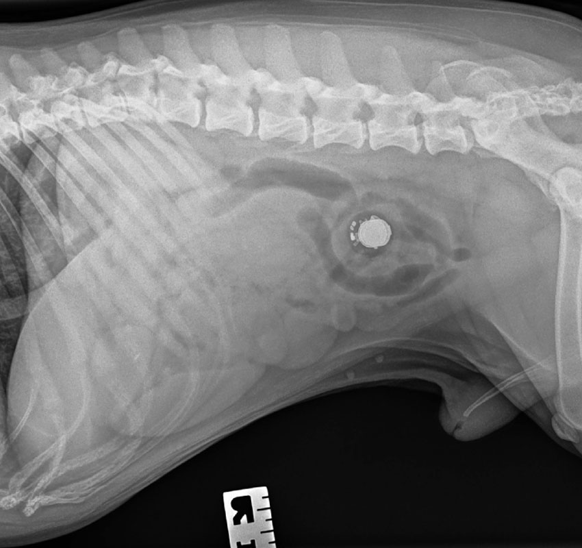 Lateral X-ray of an animal, likely a dog, showing a round metallic foreign object inside the abdomen, with visible spine, ribs, and soft tissues; a ruler marked “R” is in the lower right corner.