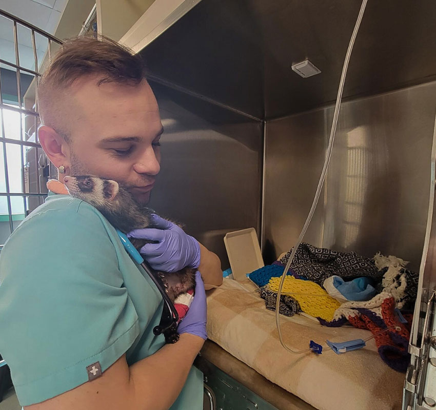 A person in a teal scrub top gently holds a ferret, wrapped in a cloth, in an animal clinic. The ferret is cozy and the person is wearing purple gloves. A small station with colorful blankets and medical supplies is visible beside them.