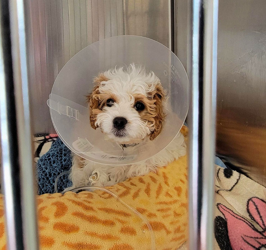 A small, curly-haired puppy wearing a cone sits in a metal cage. The puppy is lying on a colorful blanket, looking towards the camera with a curious expression.