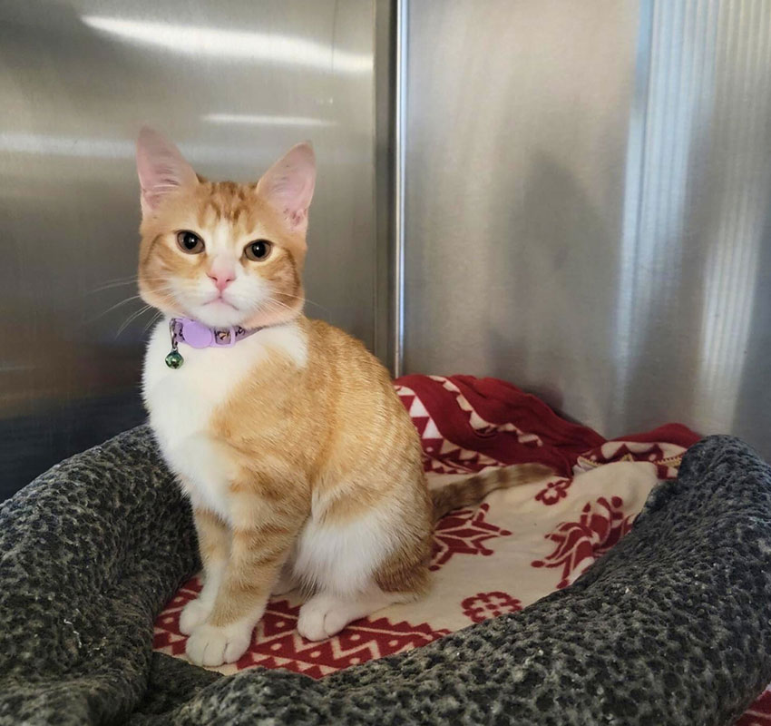 A ginger and white cat with a purple collar sits on a cozy blanket inside a metal enclosure. The blanket features red and white patterns, and the cat looks curiously towards the camera.