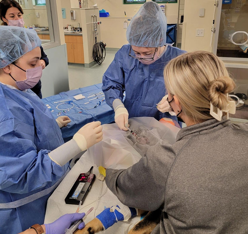 Veterinary team in surgical attire conducting a procedure on an animal. One person uses a syringe, while others assist. Medical instruments are visible on a table. A person at the end of the table observes.