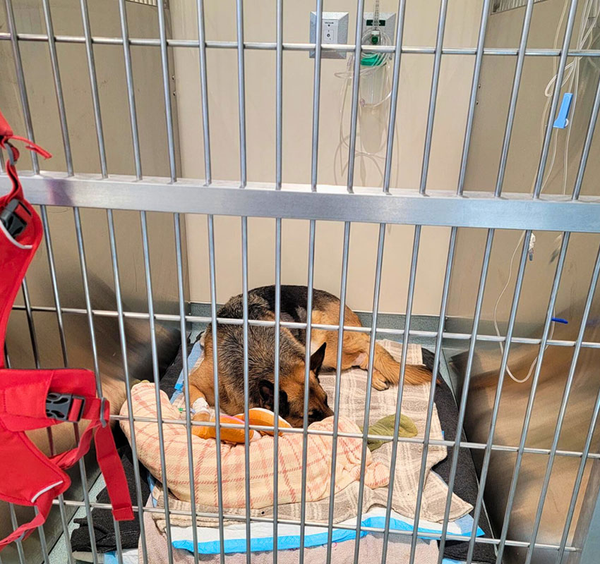 A German Shepherd lies on a blanket inside a kennel at a veterinary clinic. Nearby, there are medical supplies and a red harness hanging on the gate.
