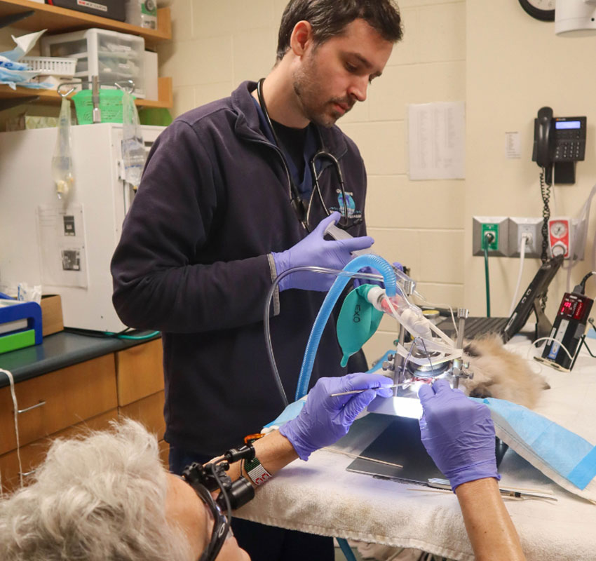 A veterinarian and an assistant work on a small animal in a veterinary clinic. The vet, wearing a stethoscope and purple gloves, focuses on the task, while the assistant holds a blue breathing tube connected to the animal. Medical equipment surrounds them.