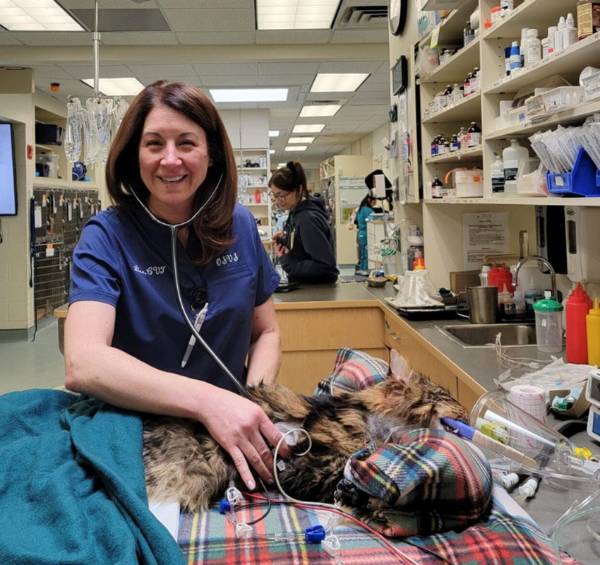 A veterinarian in blue scrubs and a stethoscope examines a resting tabby cat on a plaid blanket inside a veterinary clinic. Shelves with medical supplies are in the background, and another staff member is working at a counter.