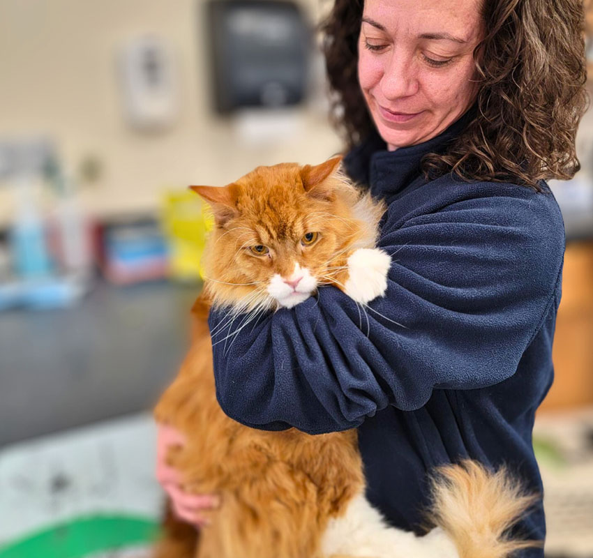 A woman with curly hair wearing a navy blue jacket holds a large, fluffy orange and white cat. The cat appears calm and relaxed as the woman gazes down at it with a gentle smile. The background is an indoor setting with various objects out of focus.