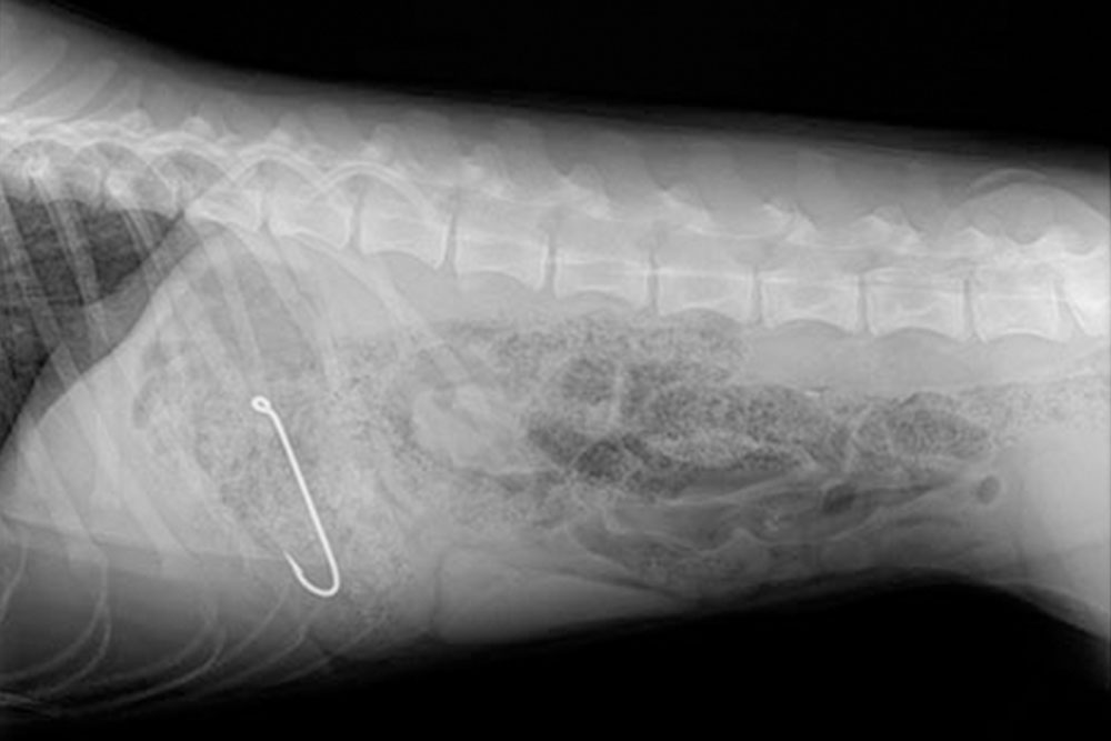 An X-ray image showing the abdomen of an animal, possibly a dog, with a visible metal object resembling a hook or pin inside the stomach area. A veterinarian would note the spine and rib structures are also visible in the image.