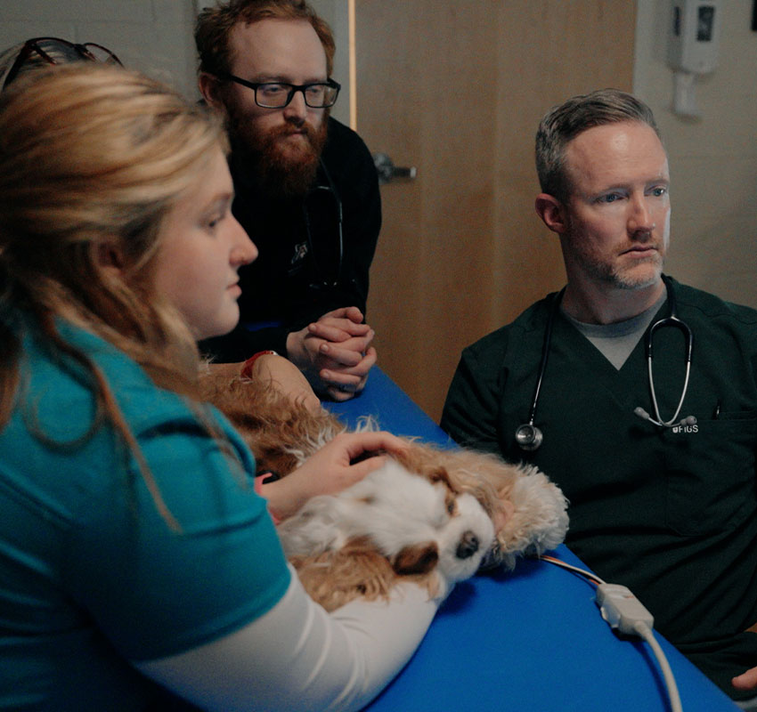 Three veterinarians, two men and one woman, examine a small dog lying on a blue table. The dog appears calm while the vets, wearing scrubs and stethoscopes, focus intently on something off-camera.